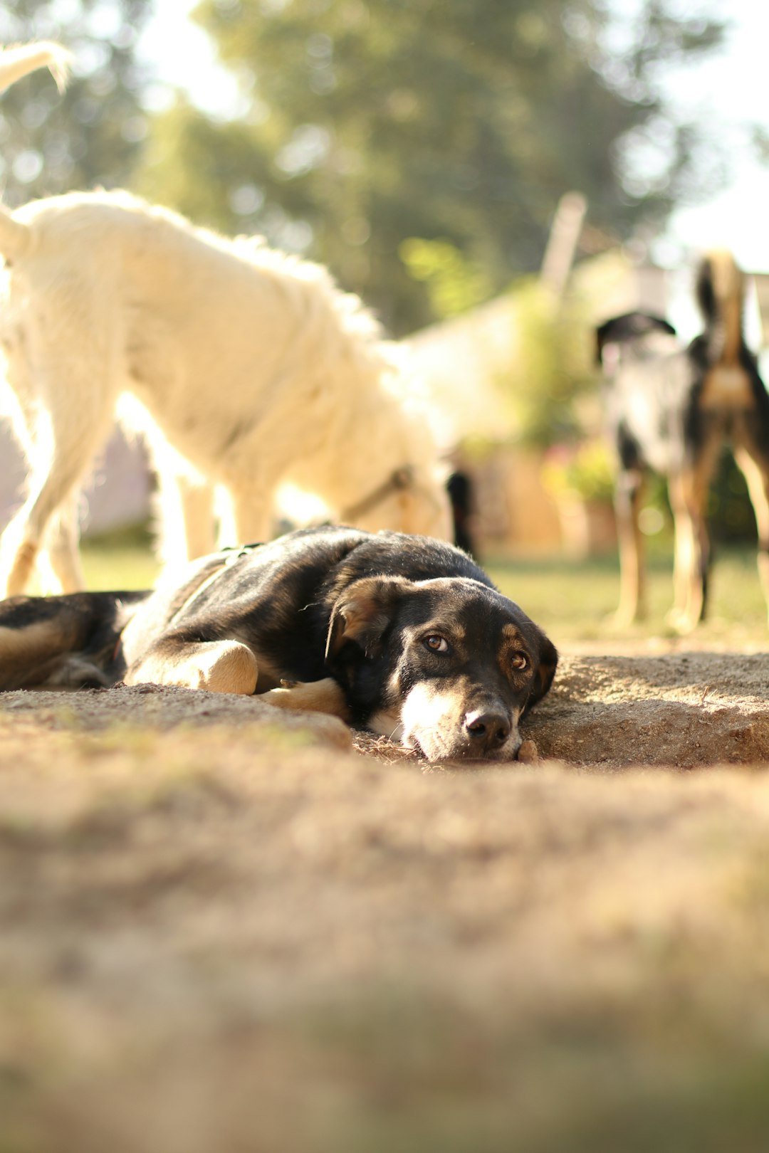 impact-img a-dog-laying-on-the-ground-in-front-of-a-group-of-dogs-xnf85jmtrwk