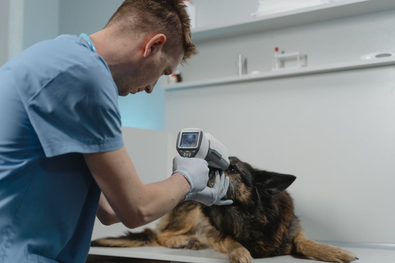 services-01 A veterinarian examines a German Shepherd using a diagnostic tool in a clinic setting, highlighting pet healthcare.