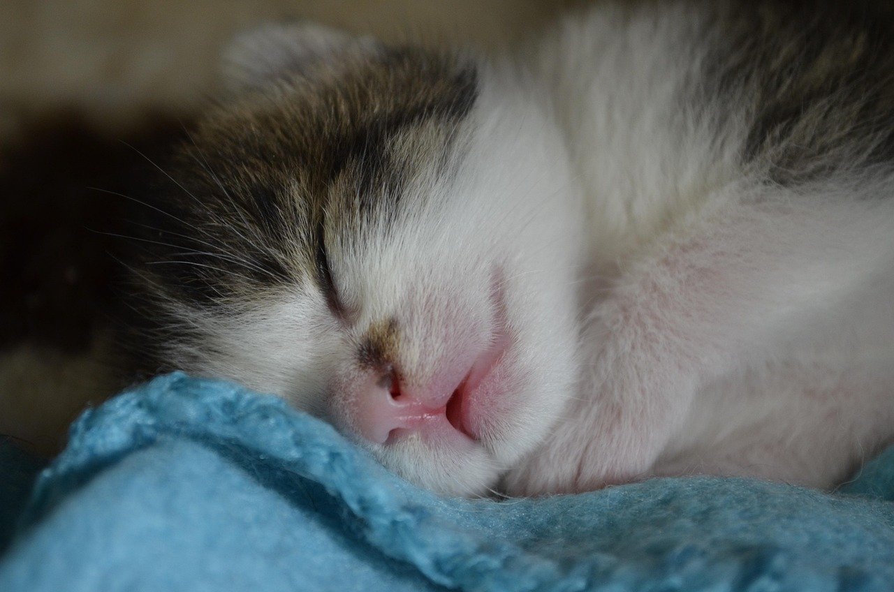 hero-homepage sleep, kitten, pet, cat, animal welfare, nature, animal, infant, kitty, sweet